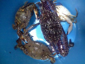 獲ったど～♪　ワタリガニ！　イシガニ＋タイワンガザミ（アオバサミ）