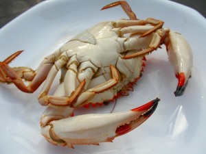 獲ったど～♪　ワタリガニ！　イシガニ♪