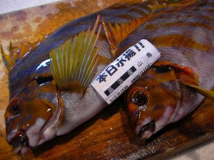 食ったど～♪　山鳥！　という名の魚♪