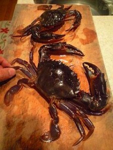 獲ったど～♪　ワタリガニ！　ノコギリガザミ（たぶん）