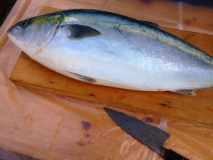 食ったど～♪　ぶり！　鰤♪