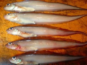 食ったど～♪　深海魚！　のろげんげ♪