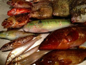 釣ったど～♪　波止の五目釣り !