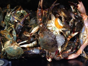 獲ったど～♪　ワタリガニ！　イシガニ♪