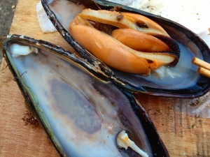 食ったど～♪　大きなムール貝！　などなど海でも川でも山でも三昧♪